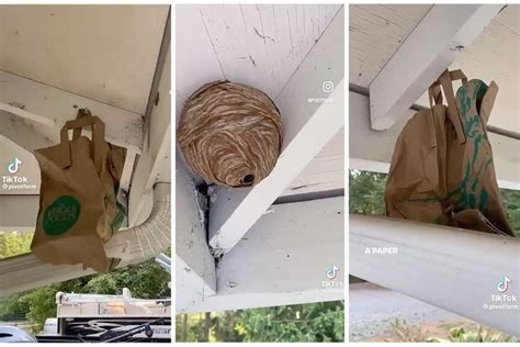 paper bag wasp nest trick